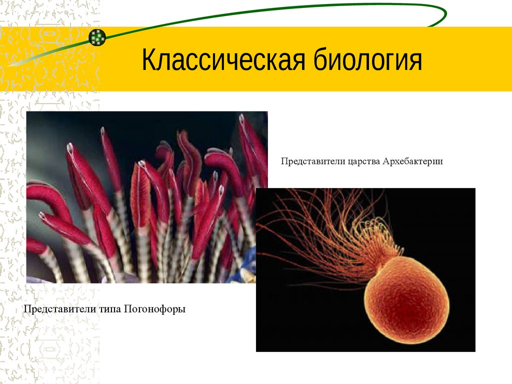 Направления биологии. Классическая биология. Представители архебактерии представители. Представители классической биологии. Представители царства архебактерии.