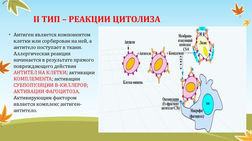 Компонент аллергической реакции. Аллергическая реакция 2 типа. Схема аллергической реакции 2 типа. 2 Тип аллергической реакции механизм. Аллергические реакции II типа.