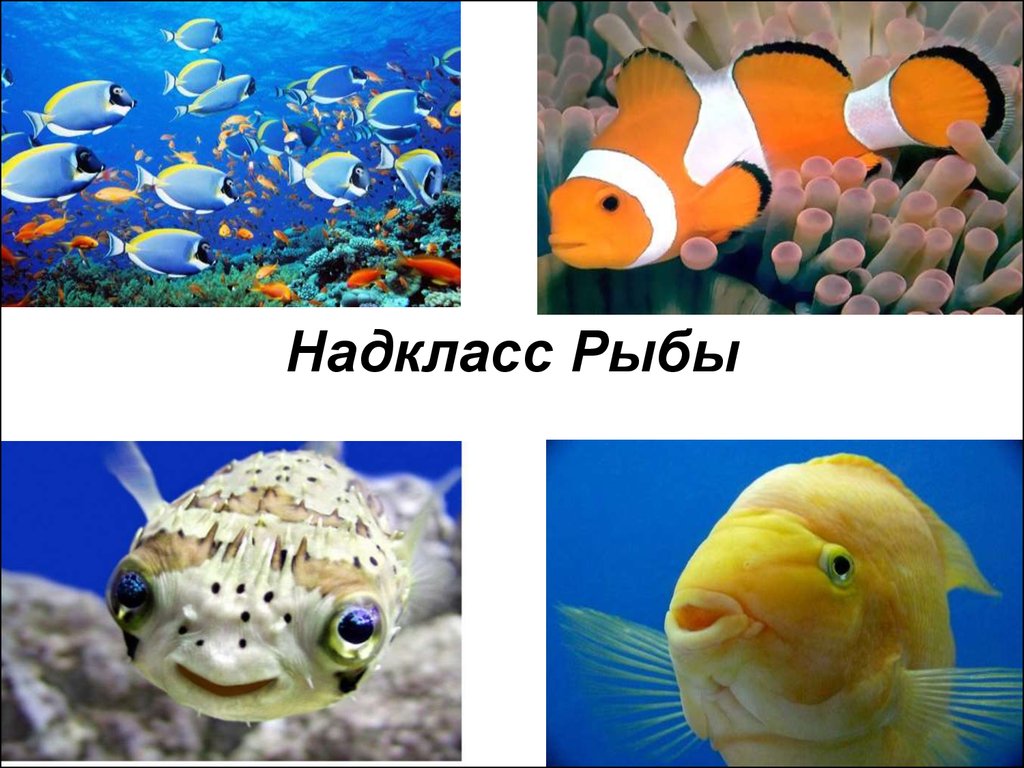 Тема надкласс рыбы. Надкласс рыбы. Представители надкласса рыбы. Надкласс рыбы класс костные. Рыбы это класс или Надкласс.