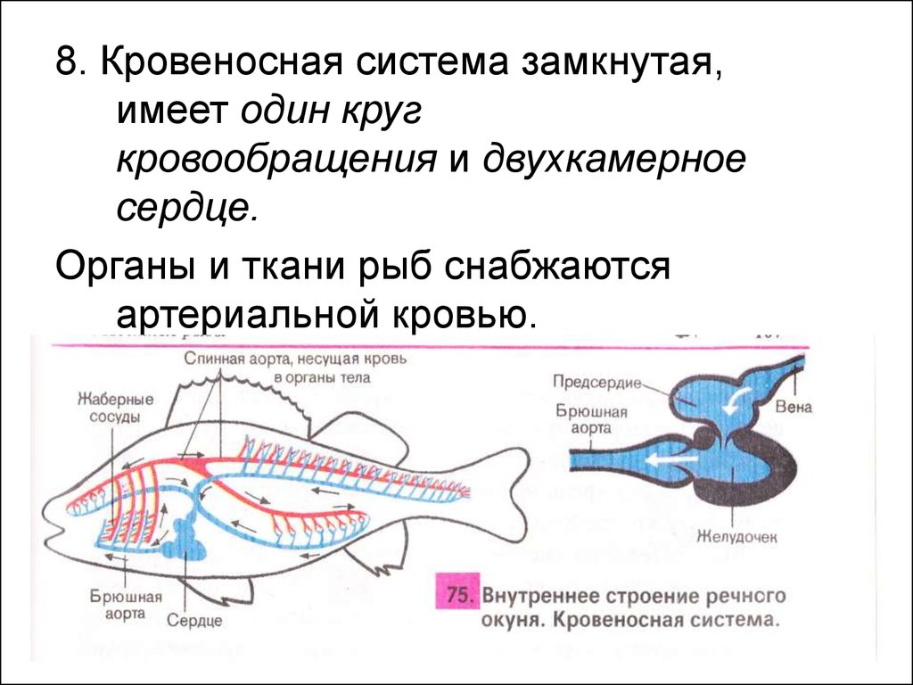 Кровеносная органы рыб. Кровеносная система система рыб. Кровеносная система рыб схема круги кровообращения. У рыб 1 круг кровообращения. Один круг кровообращения и двухкамерное сердце имеют Тритон.
