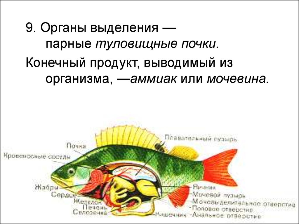 Слизь которой покрыта рыба выделяется. Органы выделения рыб. Выделительная система рыб. Система выделения у рыб. Продукт выделения рыб.