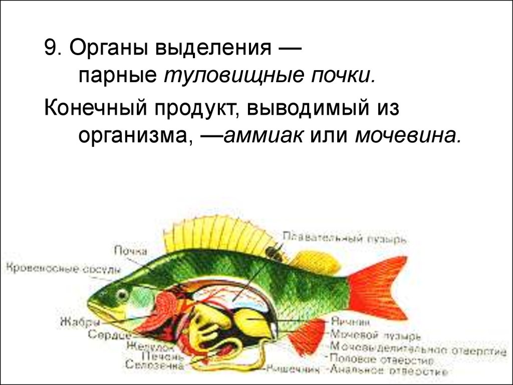 Почки у рыб. Органы выделения рыб. Продукты выделения рыб. Выделительная система рыб. Туловищные почки у рыб.