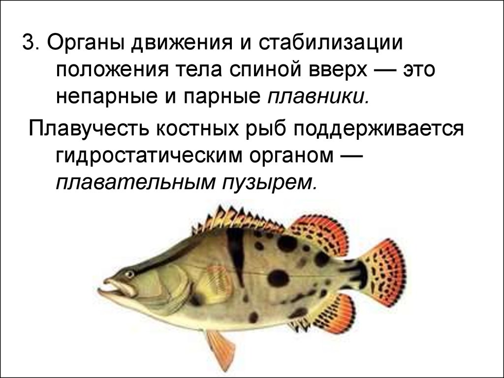 Работа плавников при движении рыбы в воде. Органы движения рыб. Органы движения костных рыб. Органы движения: плавники. Назвать органы движения рыбы.