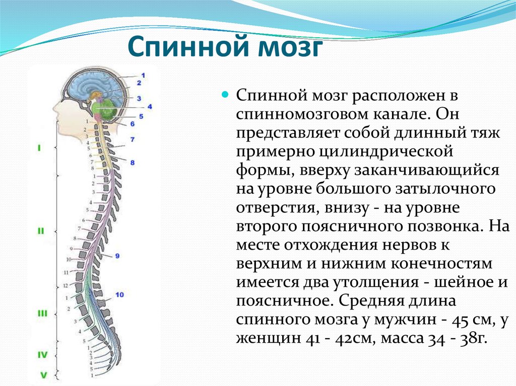 Представляет собой эластичный тяж. Спинной мозг. Расположение спинного мозга человека. Спинной мозг расположен на уровне. Спинной мозг заканчивается на уровне.