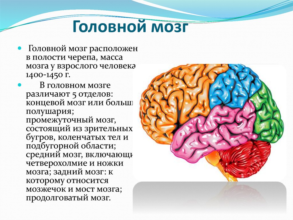 5 основных мозгов. Головной мозг. Структуры головного мозга. Строение мозга. Строение головного мозга человека.