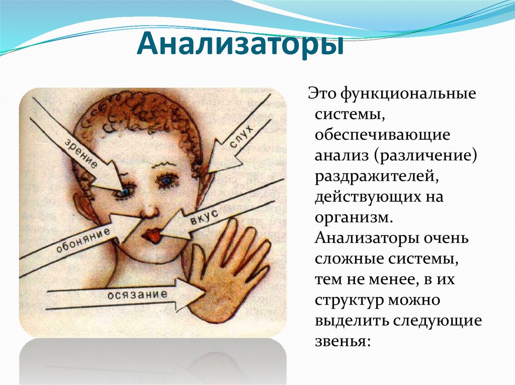 Анализатор это. Строение анализатора осязания. Строение тактильного анализатора 8 класс. Чувствительность анализаторов. Строение анализатора осязания схема.