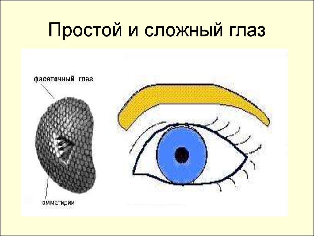 Сложное строение глаз. Простые и сложные глаза. Простые глаза и сложные глаза. Сложные глаза характерны. У человека простые или сложные глаза.