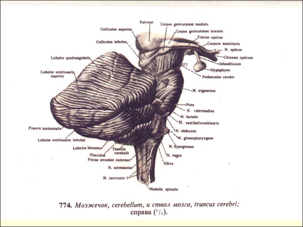 Коленчатые тела мозга. Латеральное коленчатое тело латынь. Медиальное и Латеральное коленчатое тело. Коленчатые тела анатомия. Латеральное коленчатое тело мозга.