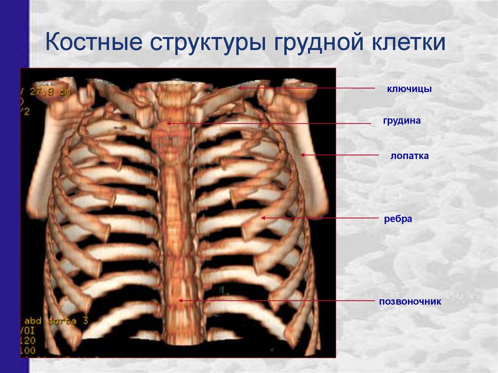 Схема грудной клетки человека