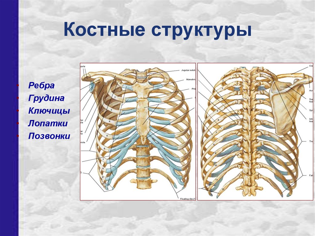 У какого класса появилась грудная клетка