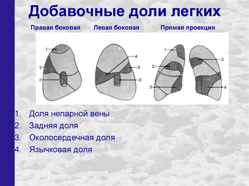 Прямая и боковая проекция. Добавочная плевра левого легкого. Добавочные доли легких. Добавочная доля легкого. Доли легких сбоку.