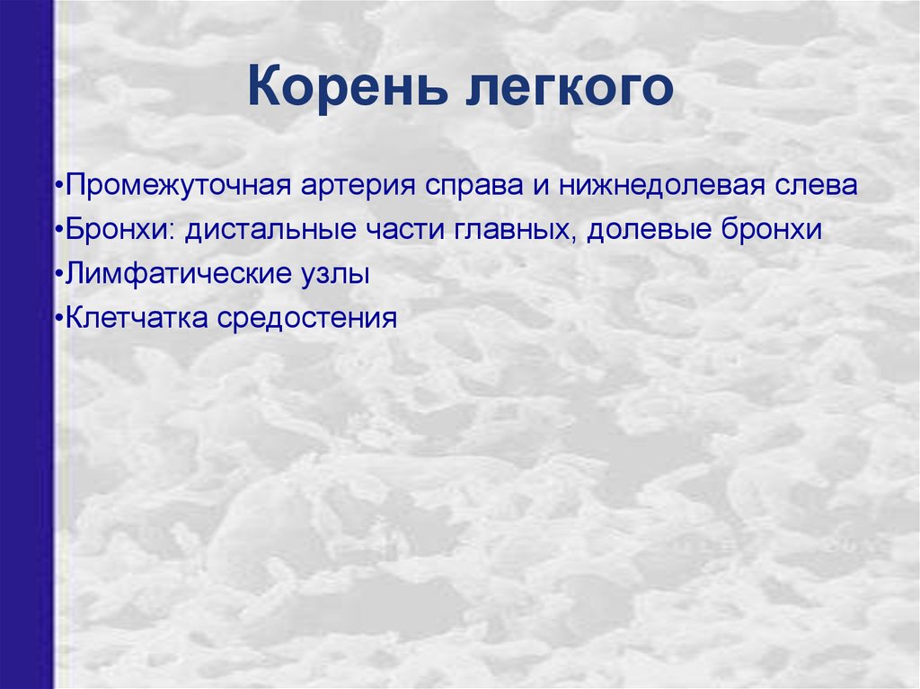 Легко корень. Корень легкого. Что входит в состав корня легкого. Корень легкого составляют. Корень легкого справа и слева.