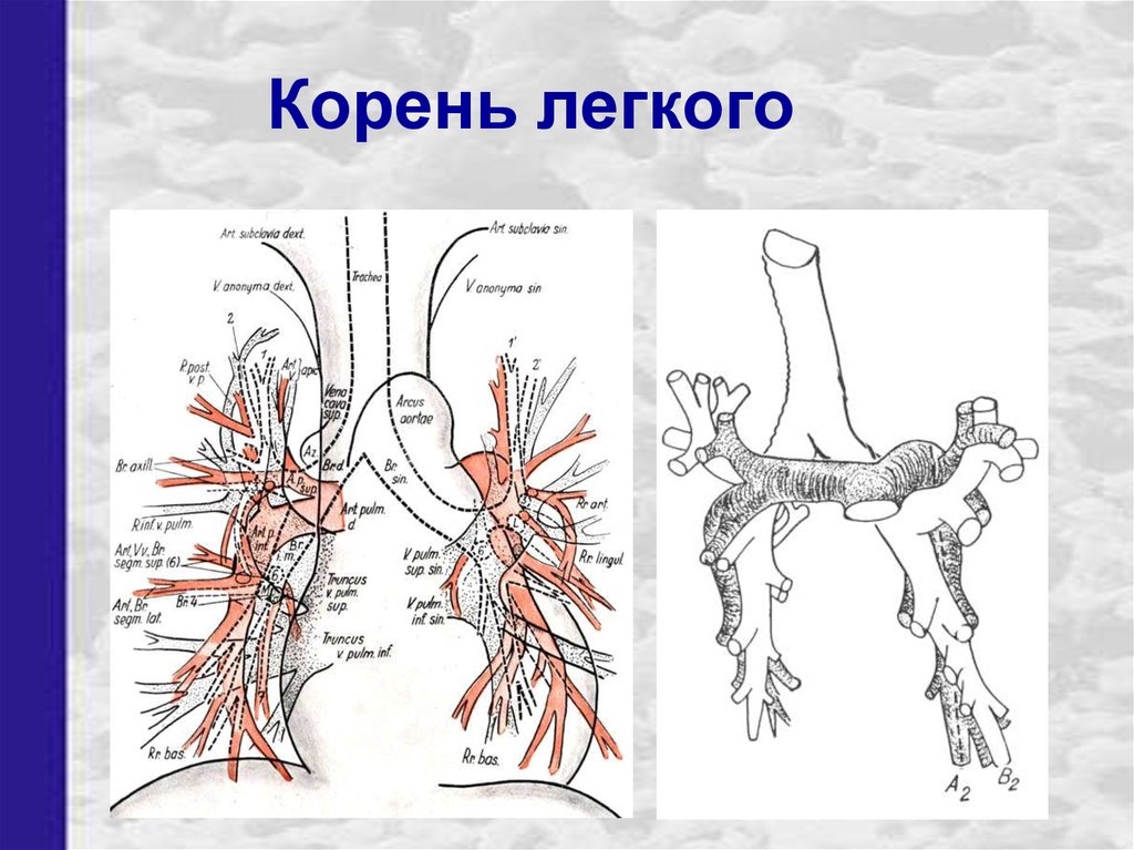 Левый корень. Анатомические структуры корня легкого. Корни легких анатомия. Образования, формирующие корень легкого. Лечь корень.