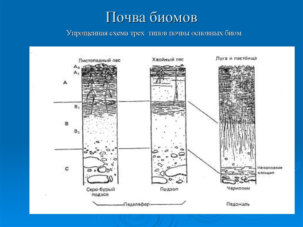 Схема формирования почвы