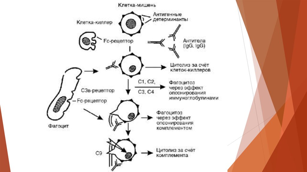 Аллергическая реакция схема