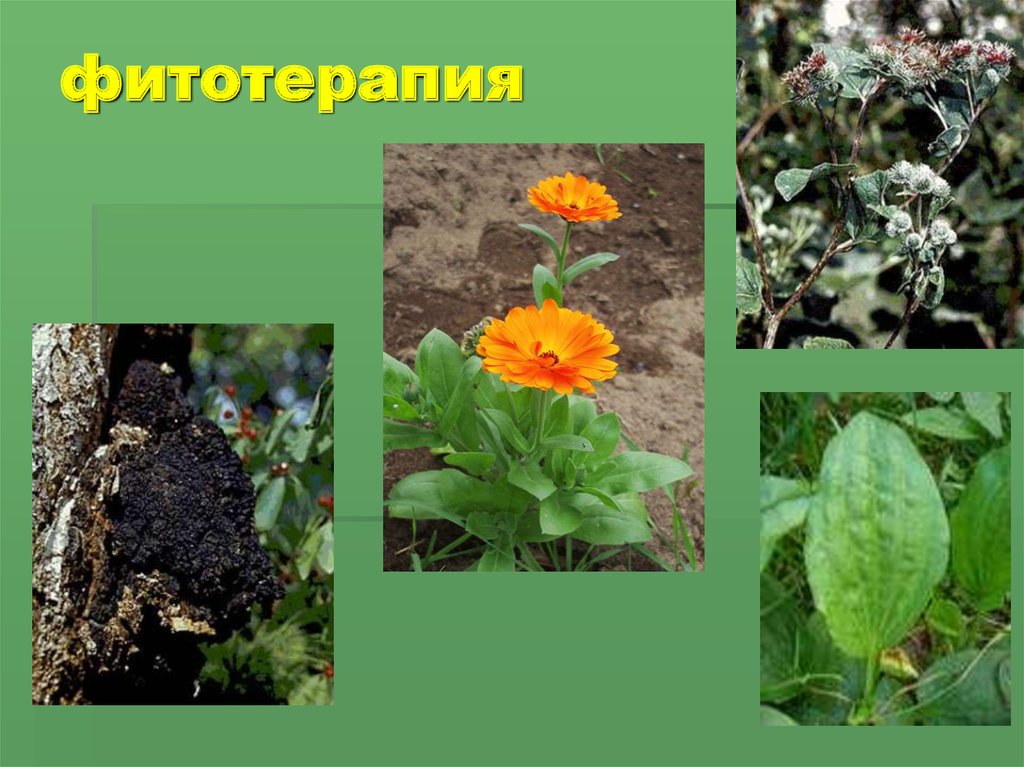 фитотерапия