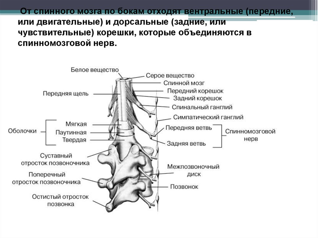 Передняя трещина. Нервные отростки позвоночника. Спинной мозг схема. Передний корешок спинного мозга. Вентральные корешки спинного мозга.