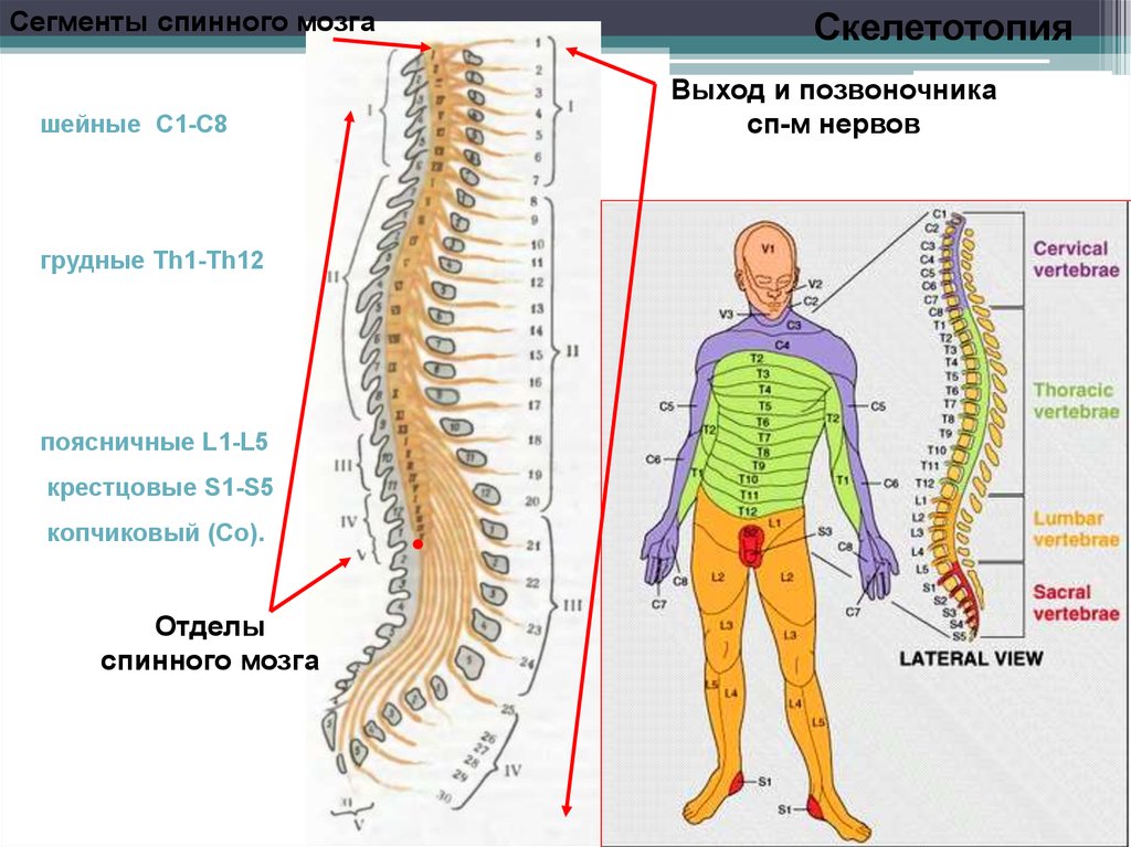 Расположение отделов спинного мозга. Th12 l1 позвонки. Сегменты th1-th12 позвонка. Th12-s1 позвонки. Схема сегментов спинного мозга в позвоночнике.