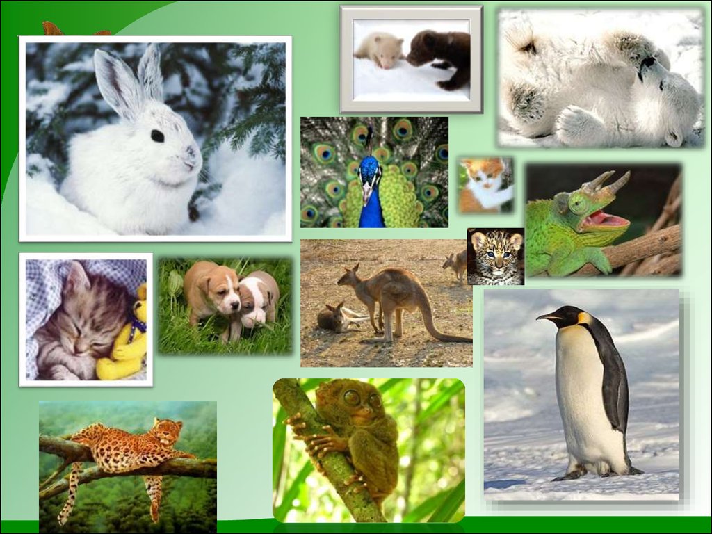 Живой мир 5 класса. Многообразие живой природы. Биология животные. В царстве животных. Животный мир биология.