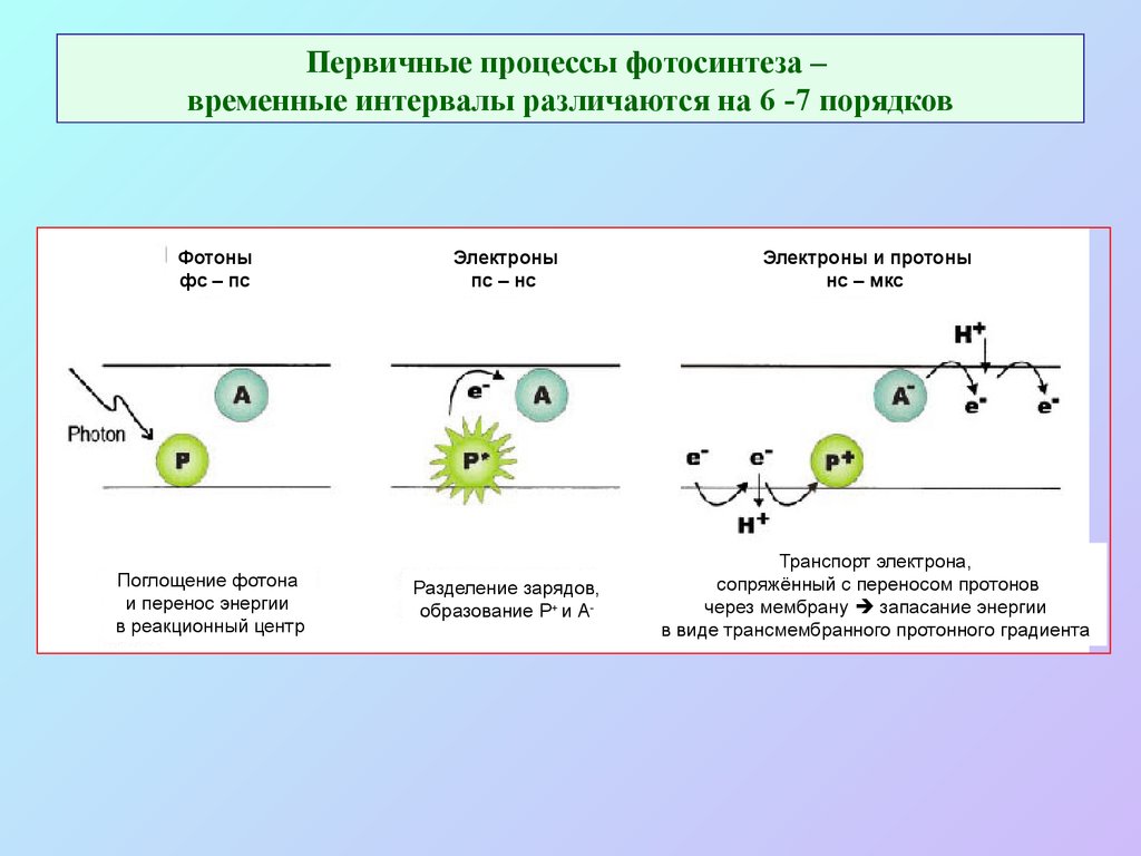 Первичные процессы фотосинтеза – временные интервалы различаются на 6 -7 порядков
