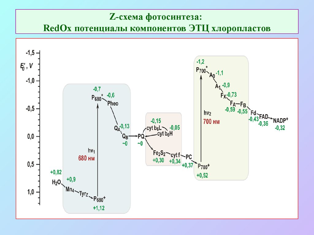 Z схема фотосинтеза