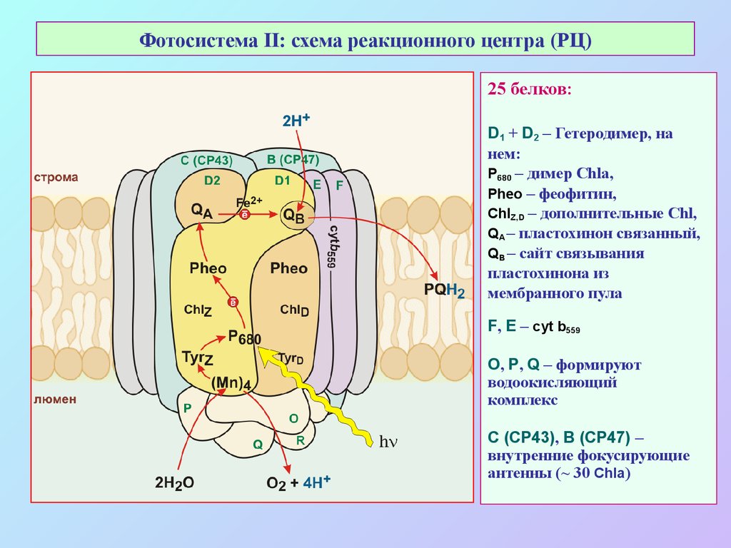 Реакционный центр фотосистемы