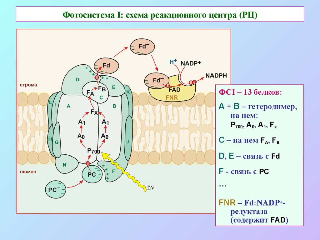 Фазы фотосинтеза схема