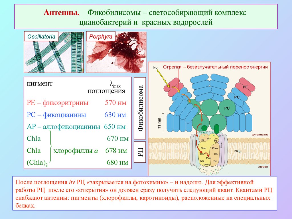 Антенны. Фикобилисомы – светособирающий комплекс цианобактерий и красных водорослей