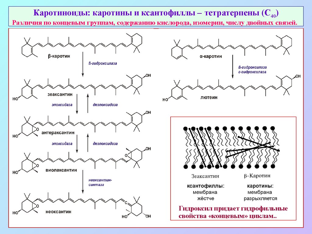 Каротиноиды: каротины и ксантофиллы – тетратерпены (С40) Различия по концевым группам, содержанию кислорода, изомерии, числу двойных связей