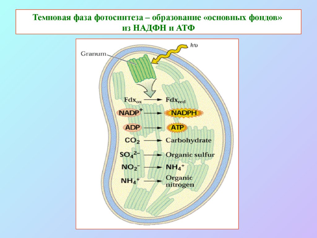 Органоид образующий атф. Световая и темновая фаза фотосинтеза. Световая фаза фотосинтеза и темновая фаза фотосинтеза. Схема Темновой фазы фотосинтеза. Цикл Кальвина в фотосинтезе.