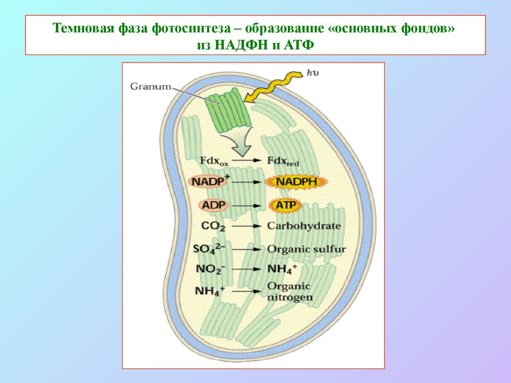 В световой фазе фотосинтеза атф. Схема Темновой фазы фотосинтеза. Образование кислорода темновая фаза. Что такое темновая фаза фотосинтеза в биологии. Темновая фаза фотосинтеза формула.