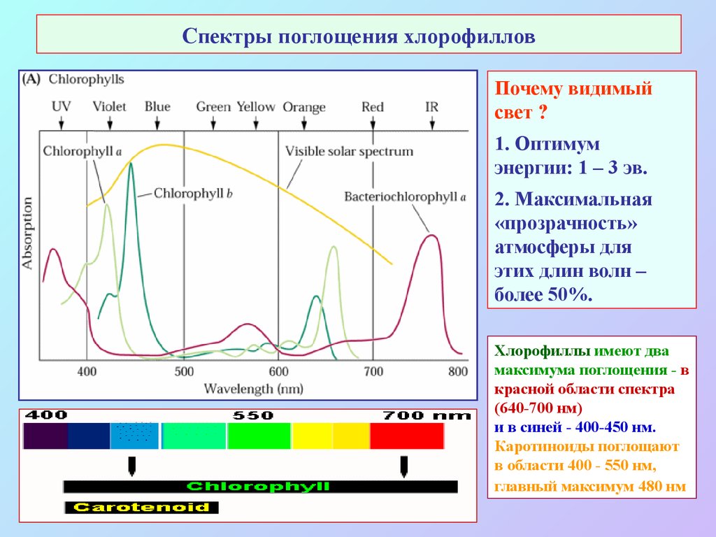 Хлорофиллы поглощают свет. Спектры поглощения хлорофилла а и б. Спектр поглощения фотосинтетических пигментов. Спектры поглощения пигментов растений. Спектр поглощения хлорофилла.