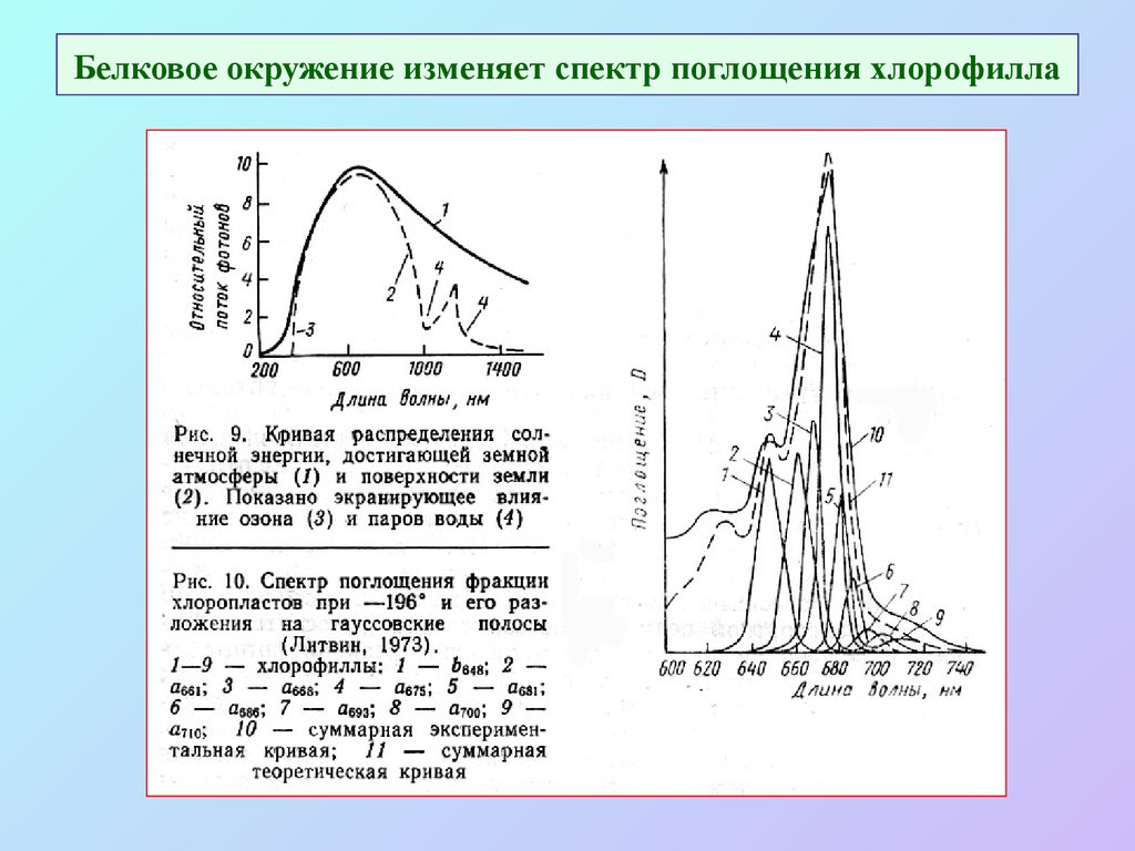 Хлорофиллы поглощают свет