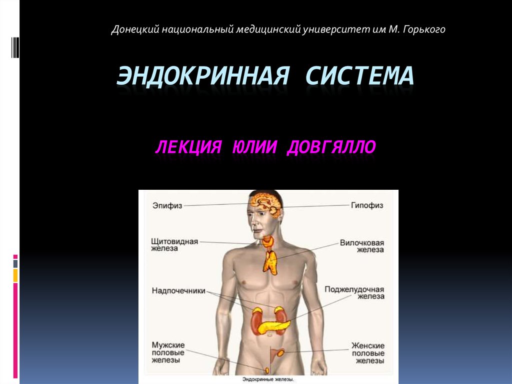 Эндокринная система презентация