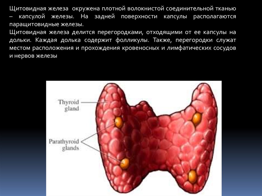 Изменение тканей щитовидной железы. Щитовидная и паращитовидная железы. Капсула щитовидной железы. Дольки щитовидной железы.