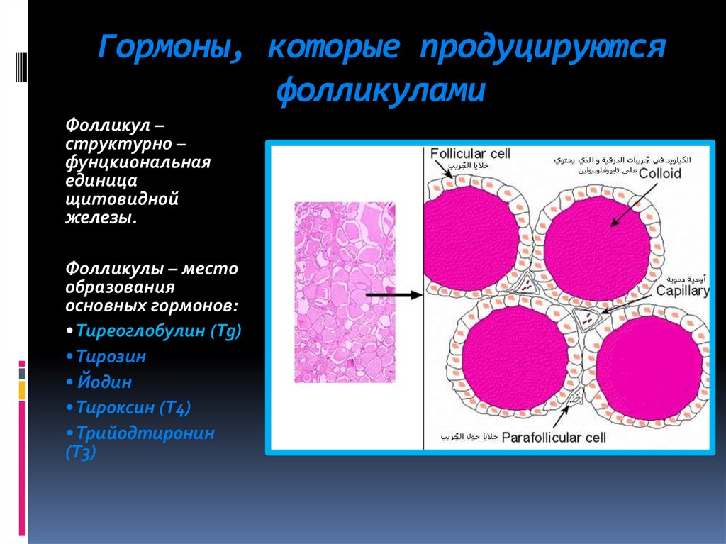 Гормоны содержат. Гормоны фолликулярной жидкости. Гормон продуцируемый растущим фолликулом. Гормон вырабатываемый клетками фолликула. Гормоны фолликулов яичников.