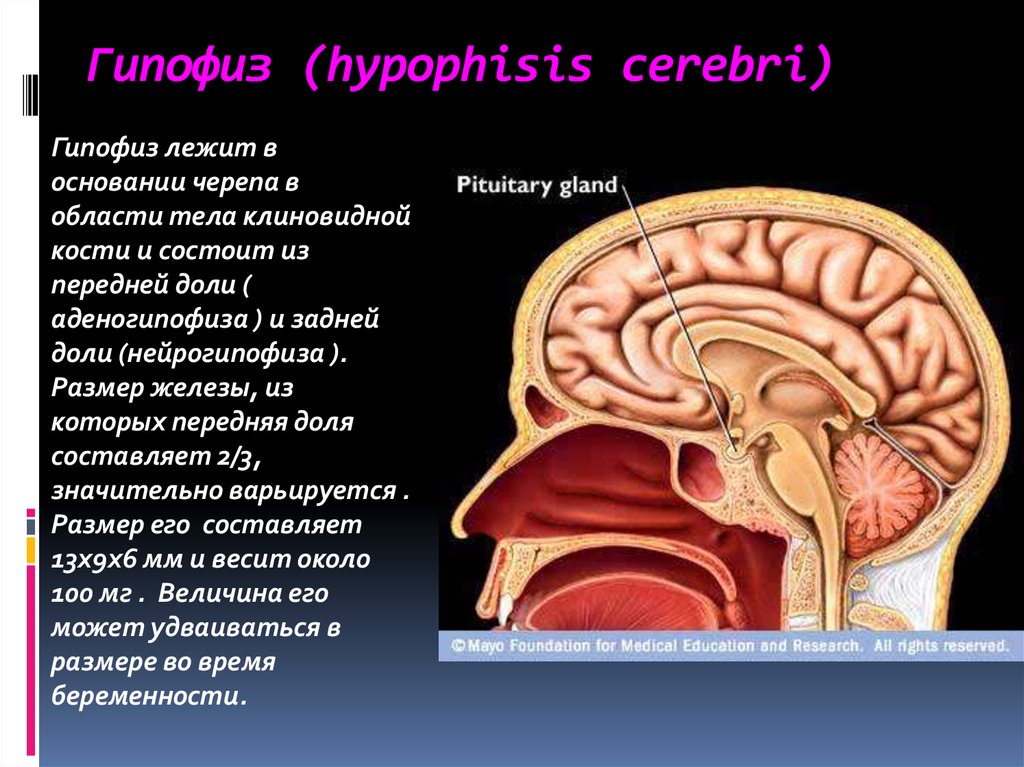 Пример гипофиза. Гипофиз. Гипофиз расположение. Расположение аденогипофиза. Расположение гипофиза у человека.