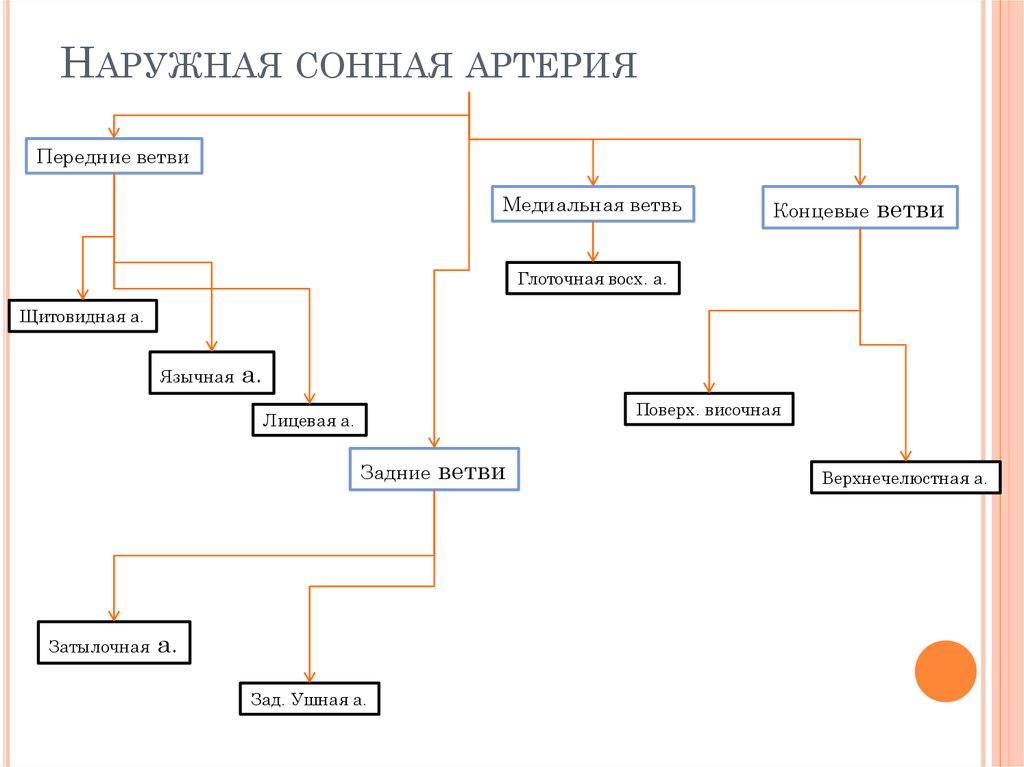 Ветви наружной сонной артерии схема