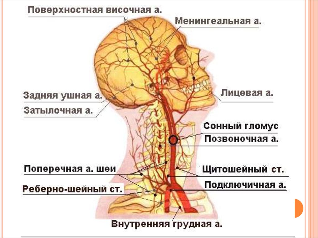 Позвоночная артерия анатомия схема