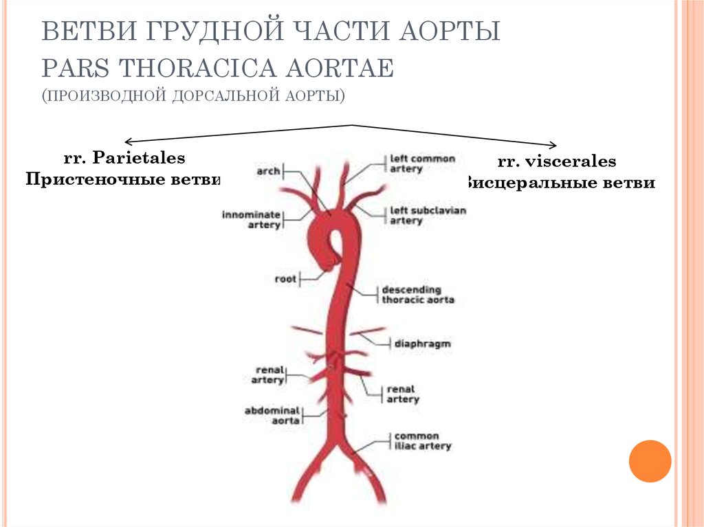 Грудная часть аорты схема