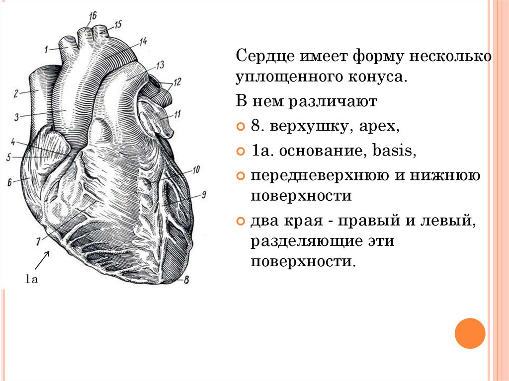 Сердце имеет