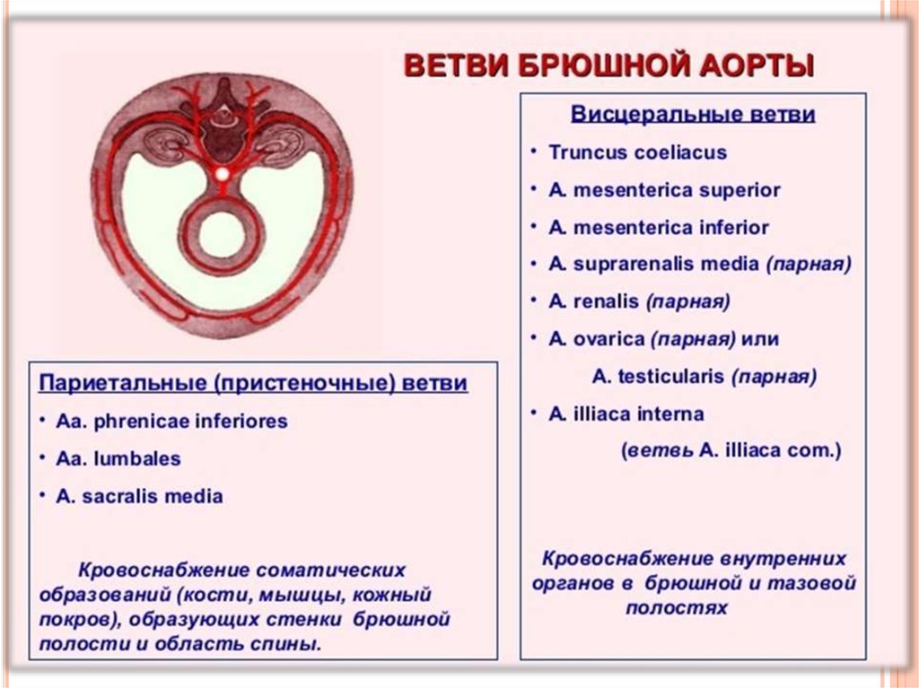 Брюшная аорта ветви