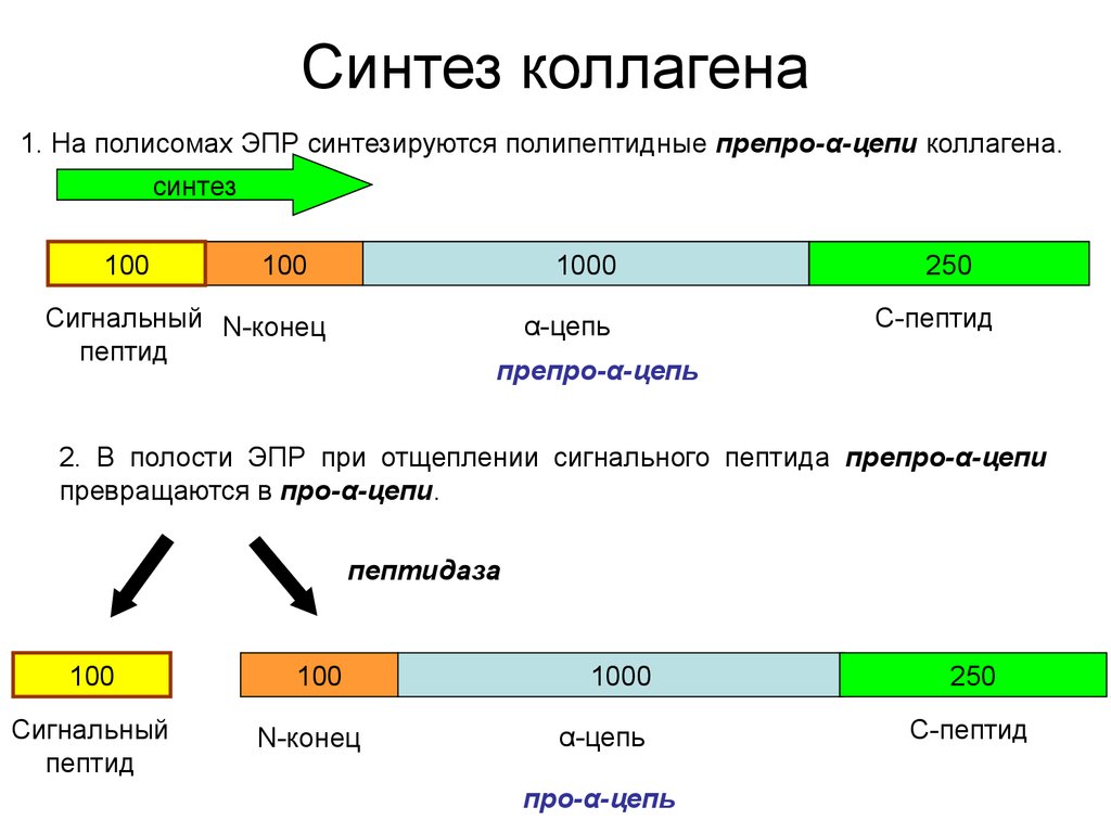 Участвует в синтезе коллагена