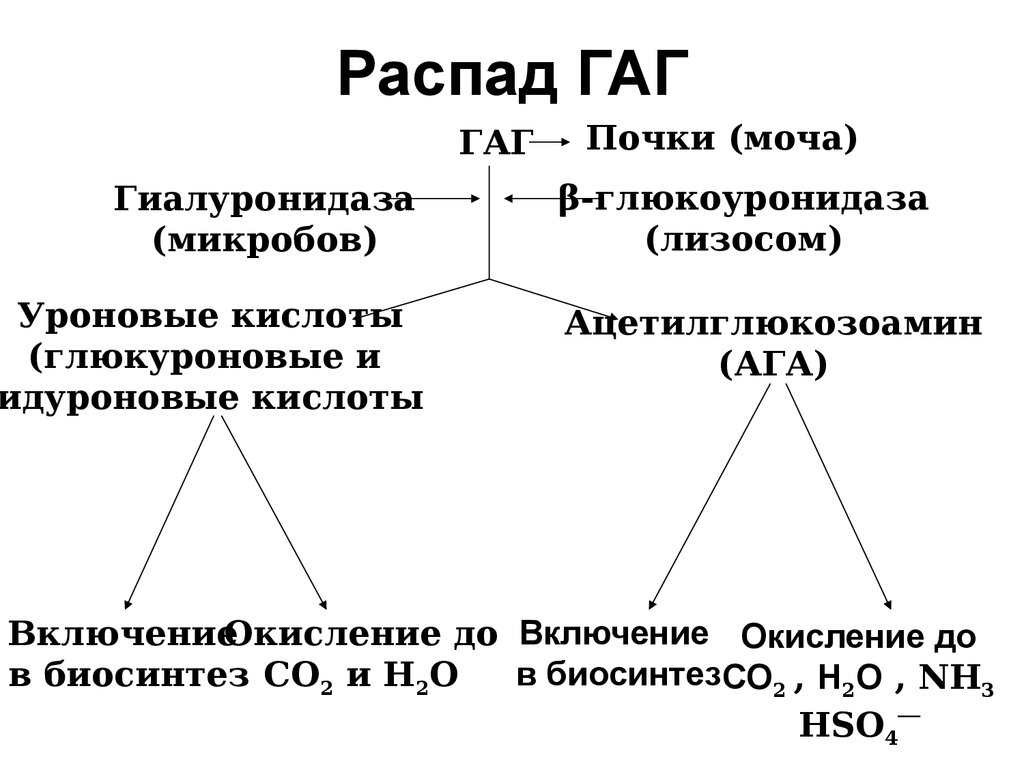 Схема синтеза протеогликанов