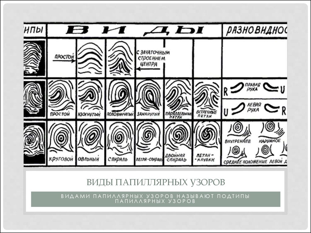 Папиллярные узоры. Типы и виды папиллярных узоров в криминалистике. Дактилоскопия типы папиллярного узора. Типы папиллярных узоров пальцев рук криминалистика. Определите Тип и вид папиллярного узора.