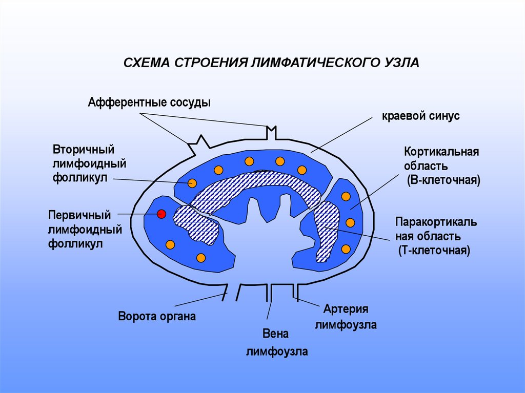 Первичные клетки