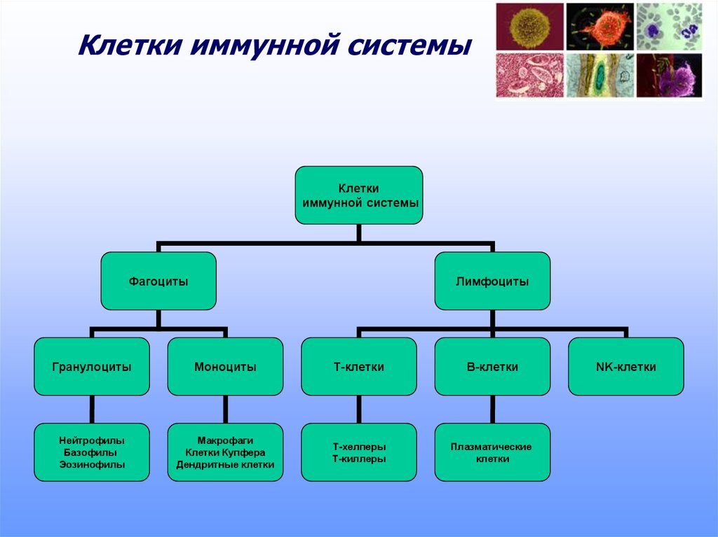 Основы иммунологии презентация