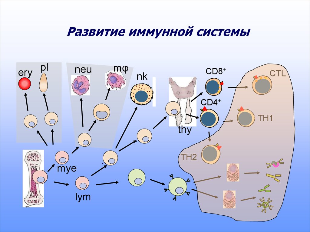 Основы иммунологии презентация