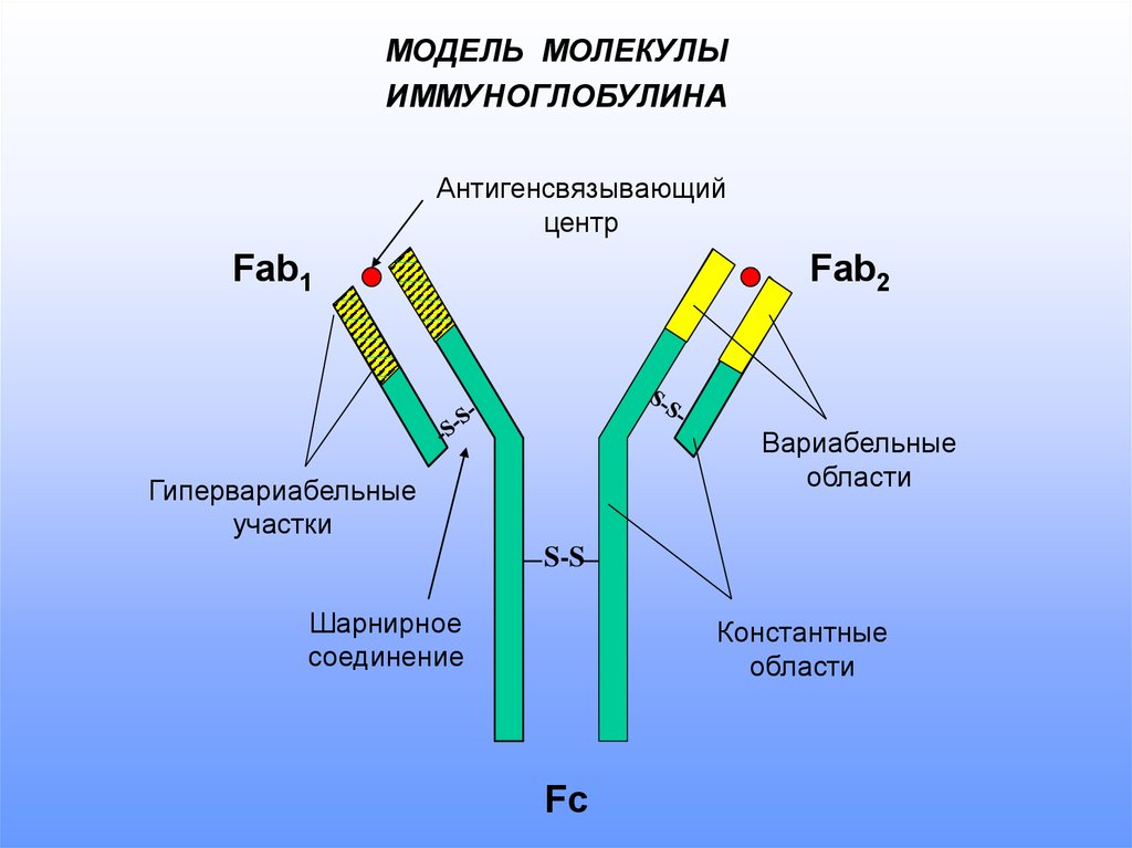 Домены антител. FC фрагмент молекулы иммуноглобулина. Вариабельный участок иммуноглобулина. Константный участок иммуноглобулина. Участок молекулы иммуноглобулина.