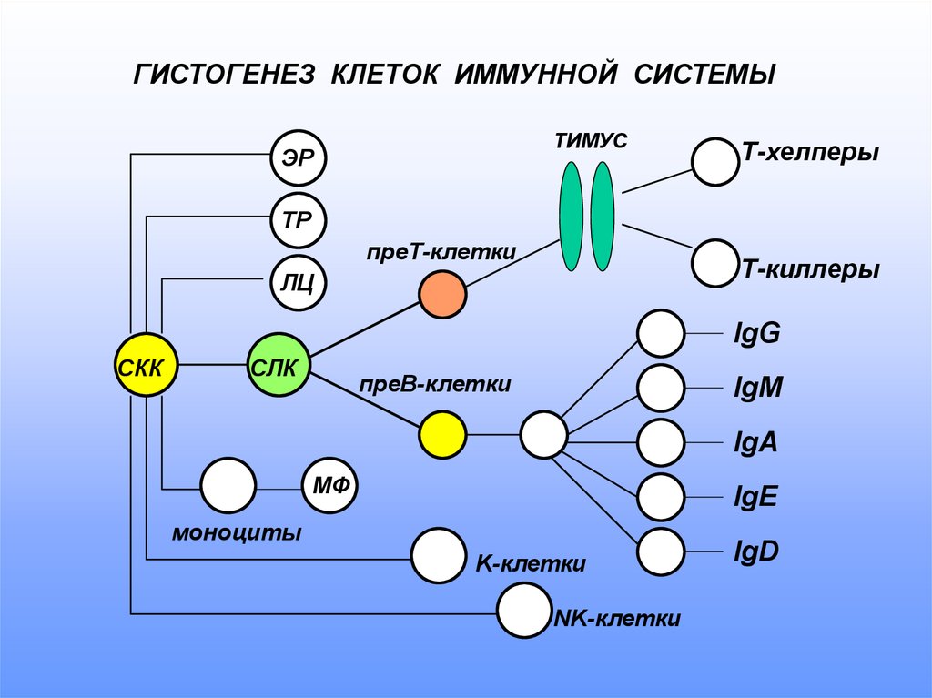 Количество иммунных клеток. Схема дифференцировки клеток иммунной системы человека. Предшественники клеток иммунной системы это. Гистогенез схема. NK клетки иммунной системы.